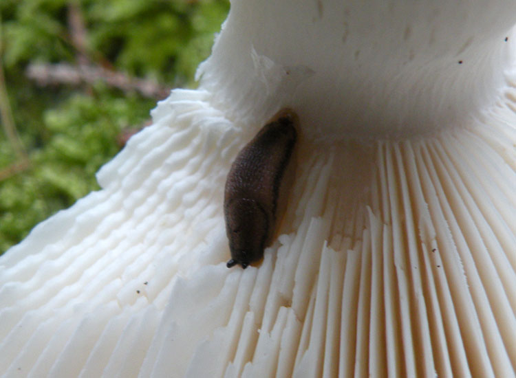 Lumache trentine 2: Arion circumscriptus?